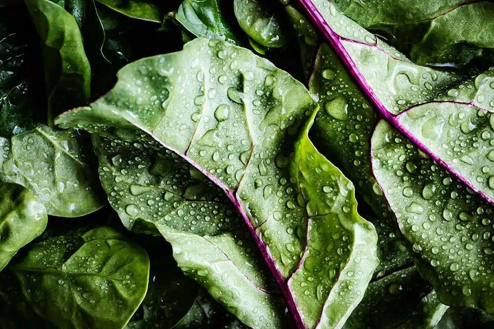 Polycystic Kidney Disease Diet and the Role of Oxalates